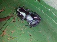 Auratus Nachzucht